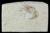 Cretaceous Fossil Shrimp - Lebanon #107667-1